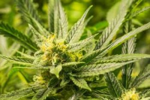 GreenWay-Missouri-Missouri-Pushing-for-Two-Cannabis-Legalization-Measures